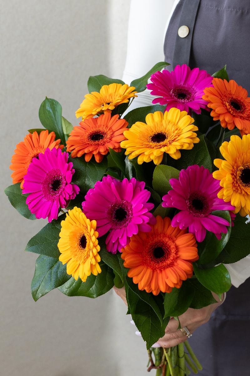 Rainbow of Mini Gerberas