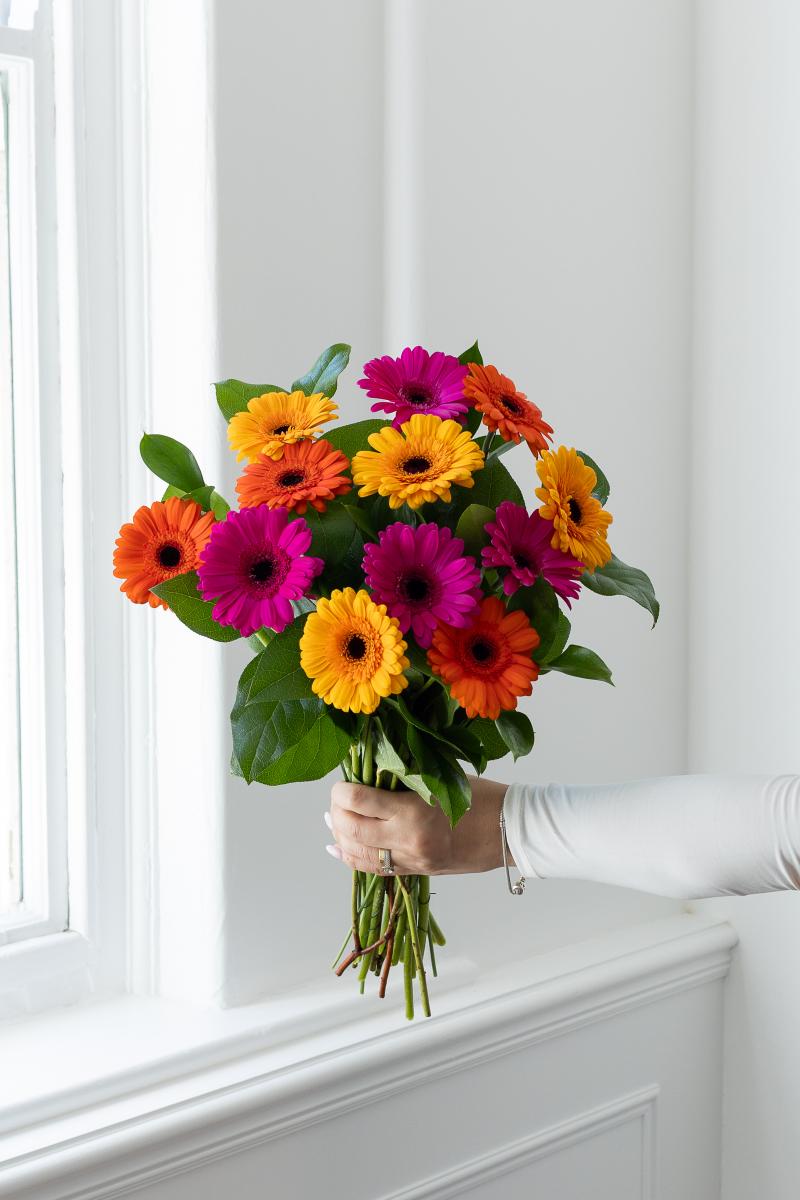 Rainbow of Mini Gerberas